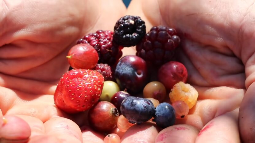 Berries in a palm